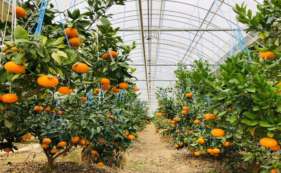 싱글생귤 금송농장